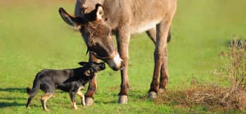 A donkey and a dog on a green field during the day greeting each other.