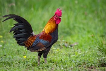 A colorful rooster on a green field during the day.