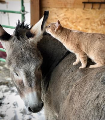 A cat sitting on a donkey's back and looking toward his ear.