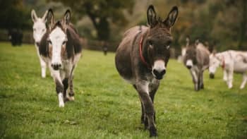 Five donkeys on a green field during the day walking toward the camera.