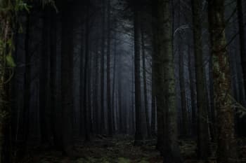 A forest at night.